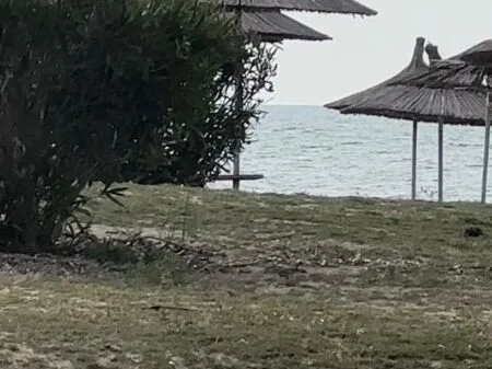 SHITET TOKE VIJE E PARE SPILLE, KAVAJE