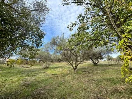 🏡 Toke ne shitje » Mjull Bathore, prane "Olive Villa", Tirane 2