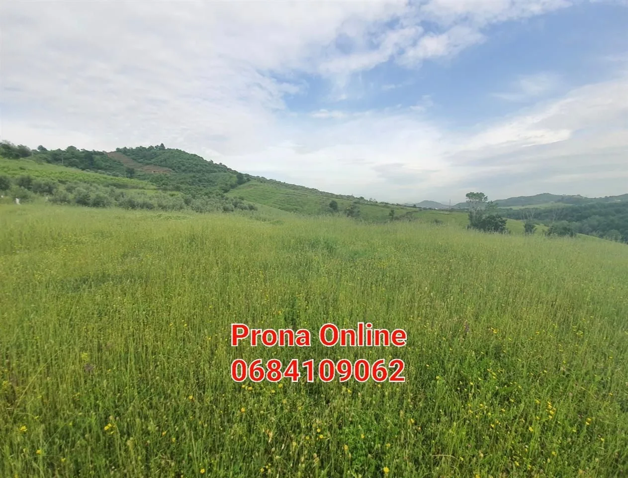 SHITET 2.400 m2 tokë pranë Liqenit të Kasharit 18