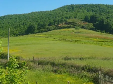 SHITET TOKE GJIRI LALEZIT VIJA PARE ME RRUGEN 7