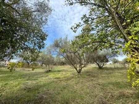 🏡 Toke ne shitje » Mjull Bathore, prane "Olive Villa", Tirane 5